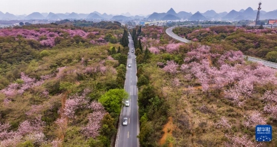 游客驅(qū)車前來清鎮(zhèn)市紅楓湖鎮(zhèn)右二村踏青游玩（4月5日攝，無人機(jī)照片）。