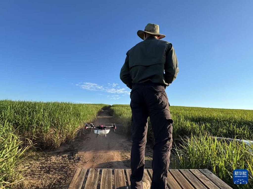3月25日，在南非夸祖魯-納塔爾省的方廷希爾莊園，飛手操縱無人機(jī)為甘蔗林噴灑藥劑。新華社記者 白舸 攝