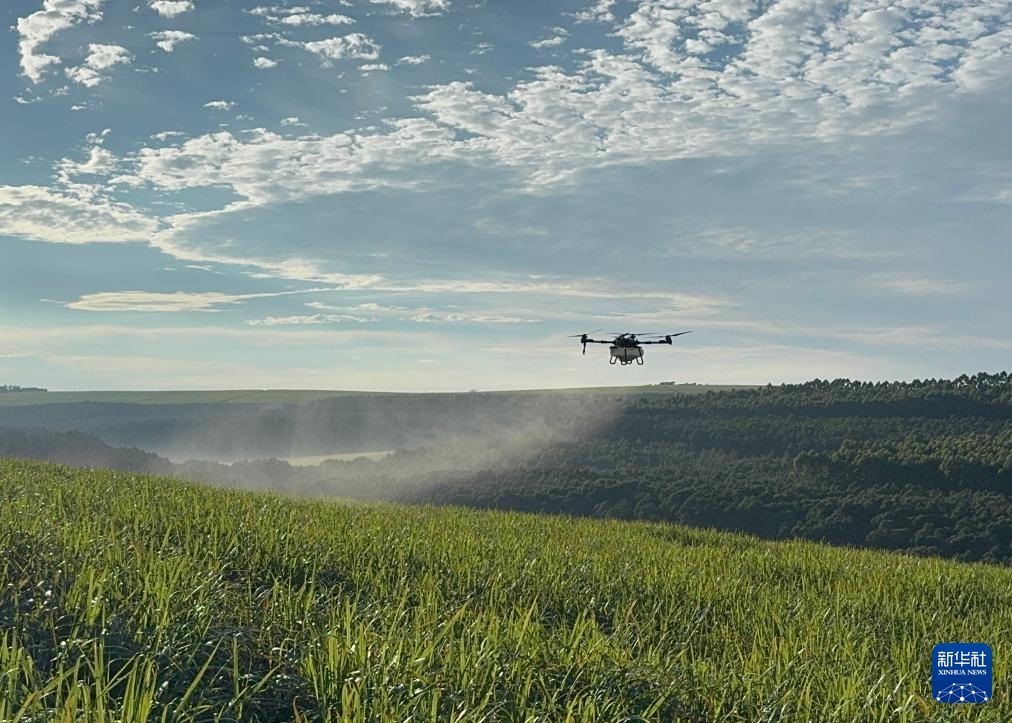 3月25日，在南非夸祖魯-納塔爾省的方廷希爾莊園，中國農(nóng)用無人機(jī)為甘蔗林噴灑殺菌劑。新華社記者 白舸 攝