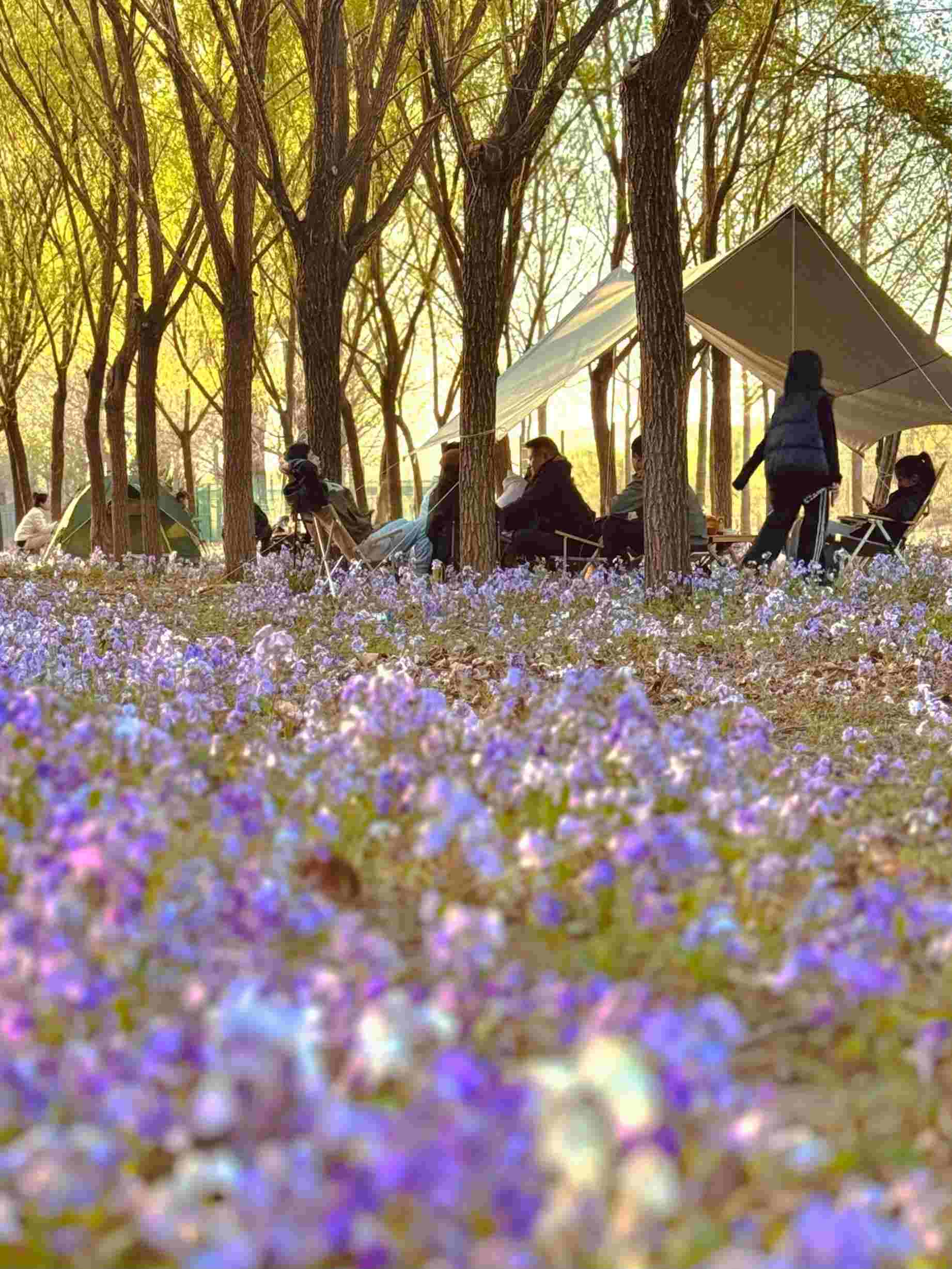 清明假期期間，范女士一家在北京溫榆河邊露營。受訪者供圖