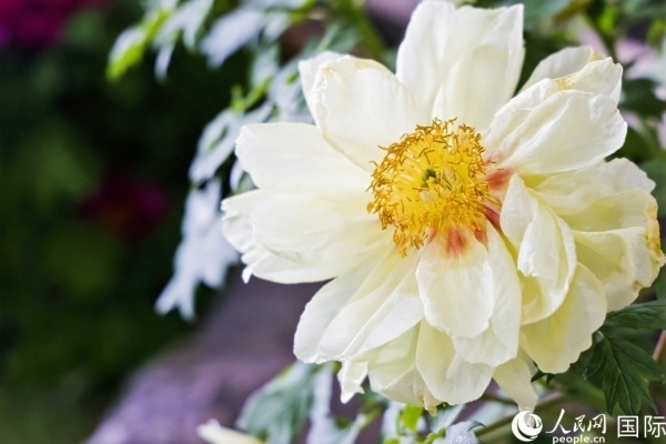 洛陽(yáng)國(guó)家牡丹園牡丹盛開。 人民網(wǎng)記者 魯揚(yáng)攝