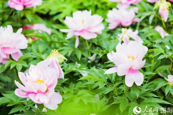 洛陽(yáng)國(guó)家牡丹園牡丹盛開。 人民網(wǎng)記者 魯揚(yáng)攝
