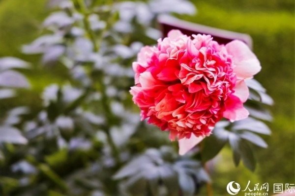 洛陽(yáng)國(guó)家牡丹園牡丹盛開。 人民網(wǎng)記者 魯揚(yáng)攝
