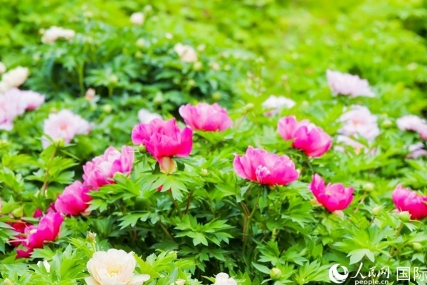 洛陽(yáng)國(guó)家牡丹園牡丹盛開。 人民網(wǎng)記者 魯揚(yáng)攝