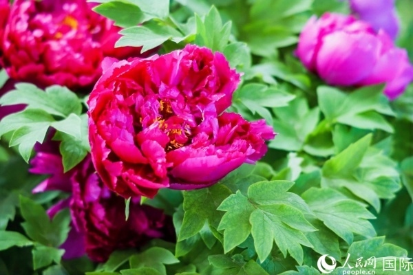 洛陽(yáng)國(guó)家牡丹園牡丹盛開。 人民網(wǎng)記者 魯揚(yáng)攝