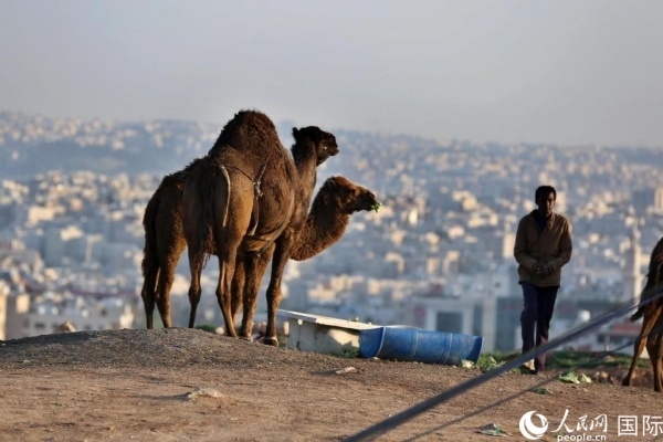 約旦首都阿曼街頭的駱駝。人民網(wǎng) 納達(dá)爾·達(dá)烏德攝