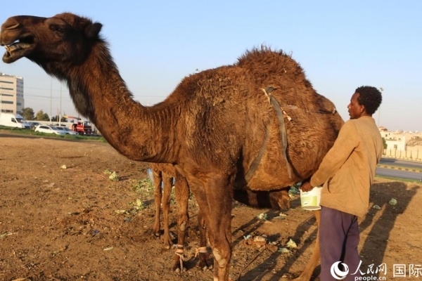 工人在給駱駝擠奶。人民網(wǎng) 納達(dá)爾·達(dá)烏德攝