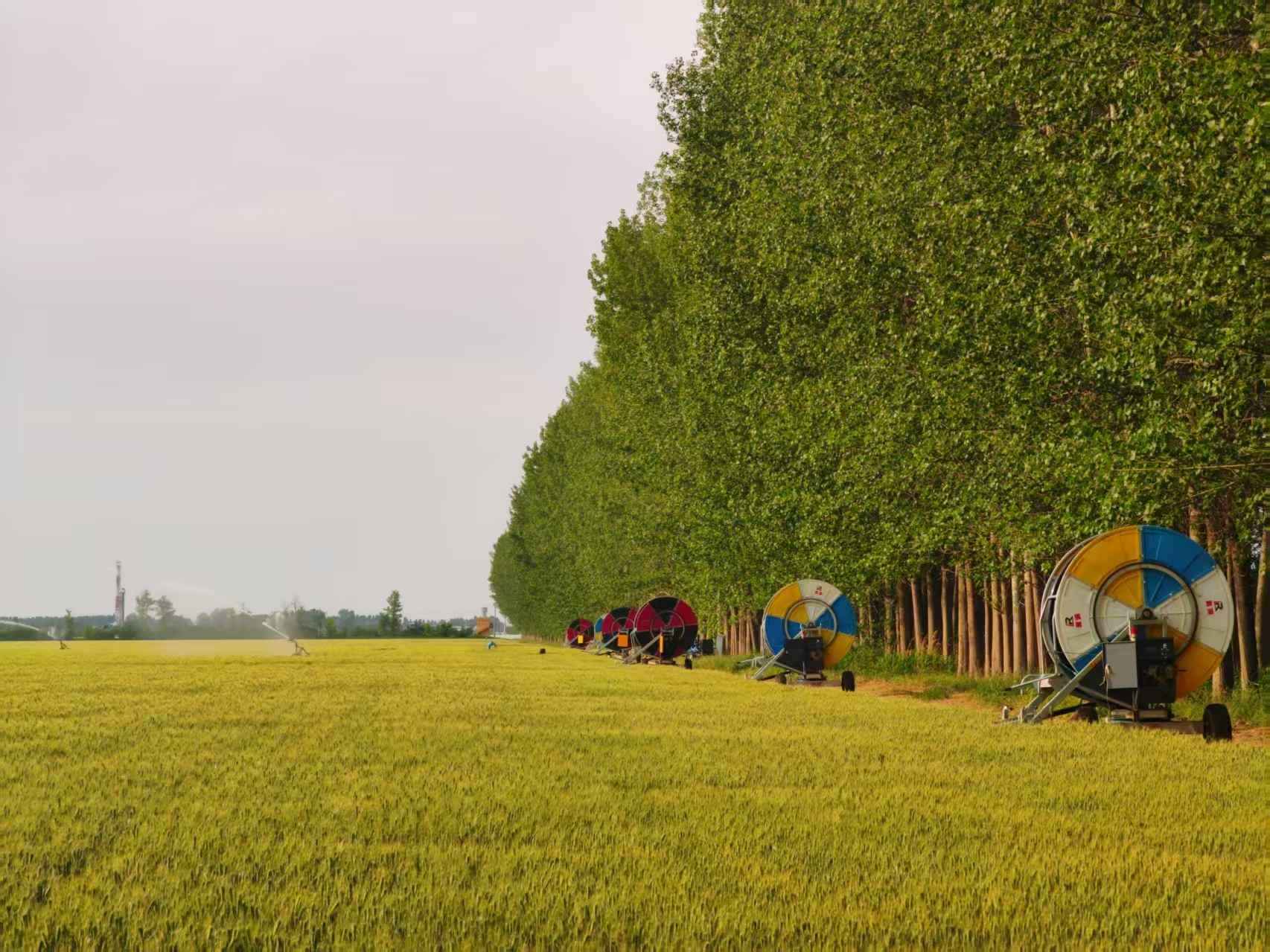 陜西華陰市華西鎮(zhèn)農(nóng)墾農(nóng)場(chǎng)正在作業(yè)的卷盤式噴灌機(jī)。受訪者供圖