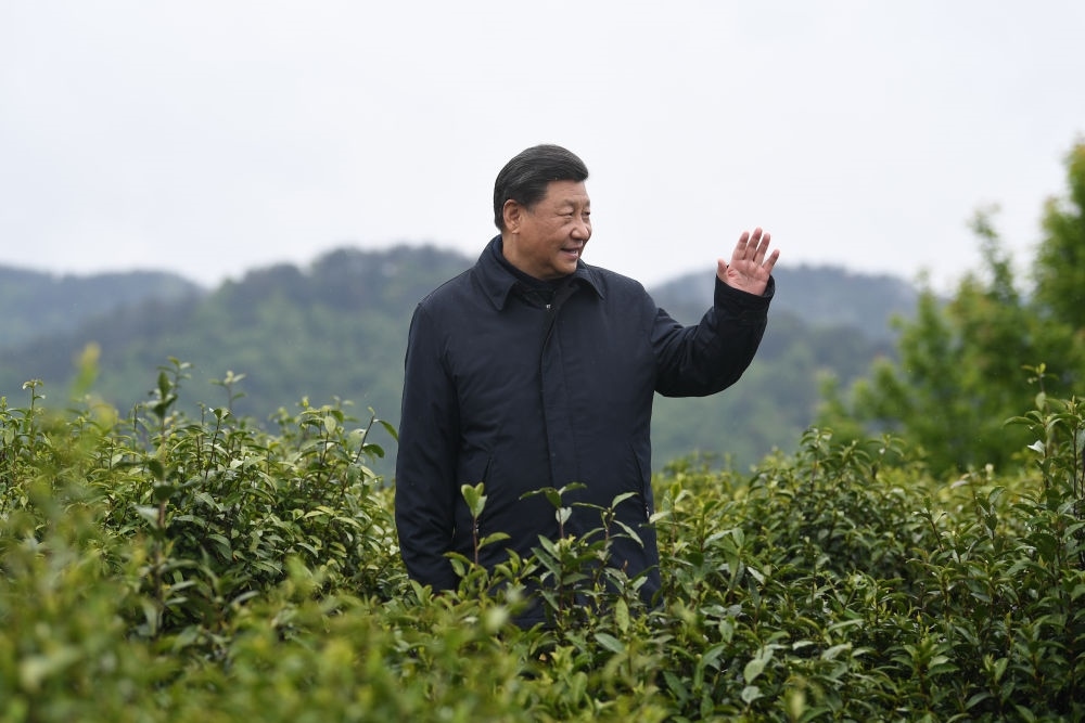 2020年4月21日，習(xí)近平總書記來到陜西安康市平利縣老縣鎮(zhèn)，在茶園考察脫貧攻堅情況。新華社記者 燕雁 攝