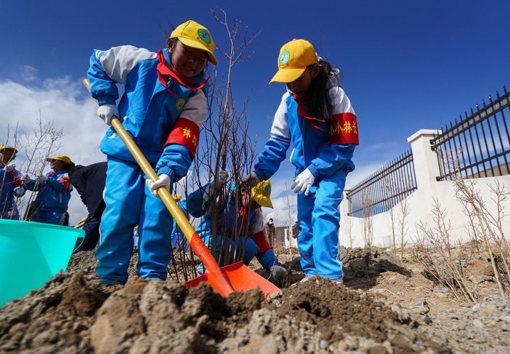 2025年4月25日，西藏那曲市小學(xué)生在植樹。新華社記者 晉美多吉 攝